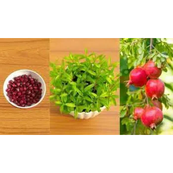 Healthy Pomegranate Plant